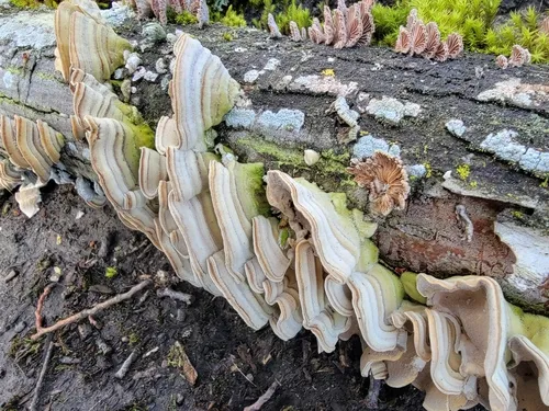Trametes villosa