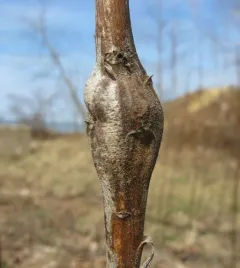 Goldenrod Elliptical-Gall Moth thumbnail 2