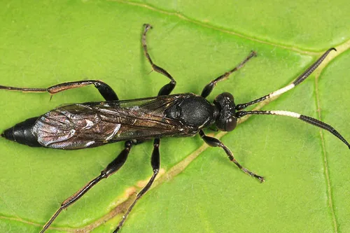 Coelichneumon barnstoni
