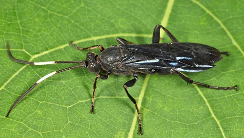 Coelichneumon viola