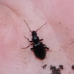 Proper Platynus Beetle thumbnail 4