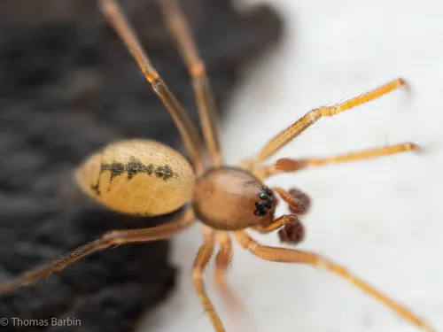 Linyphantes anacortes
