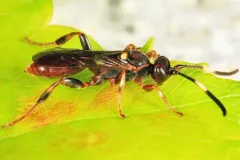 Cratichneumon annulatipes thumbnail 4