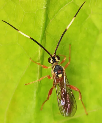 Cratichneumon facetus