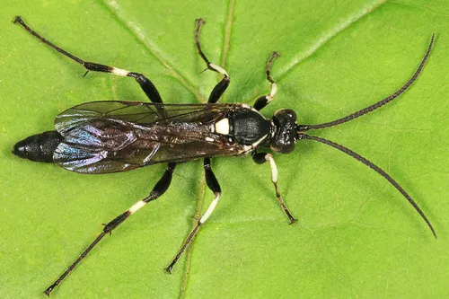 Ctenichneumon minor