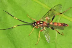 Cratichneumon pteridis thumbnail 2