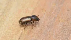 Trypodendron domesticum thumbnail 1