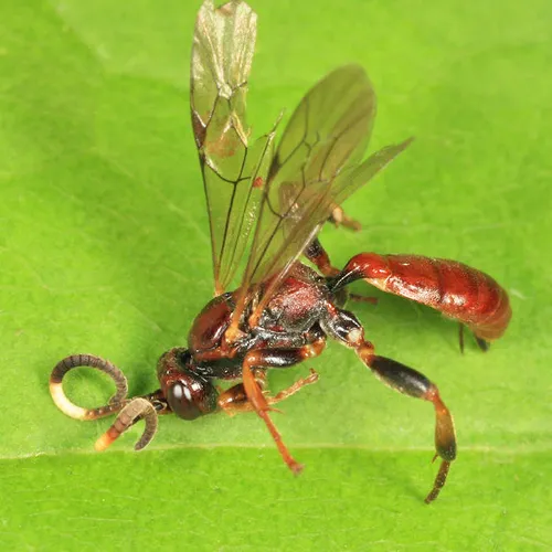 Cratichneumon vescus