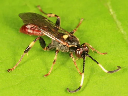 Cratichneumon vinnulus