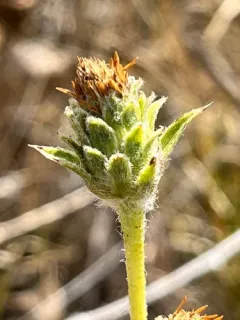 Palouse Goldenweed thumbnail 3