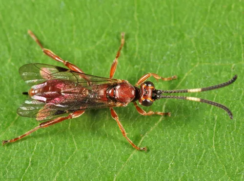 Homotherus porcelariae