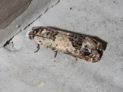 Ornate Eucosma thumbnail 1