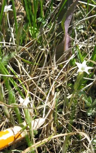 Fremont's gentian