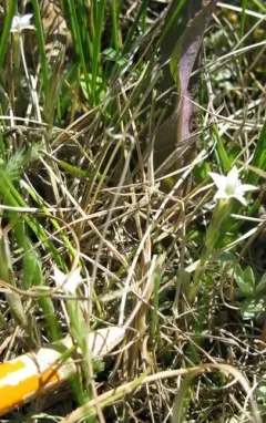 Fremont's gentian thumbnail 1