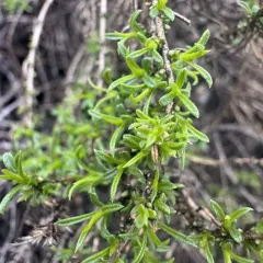 Columbian Goldenbush thumbnail 4