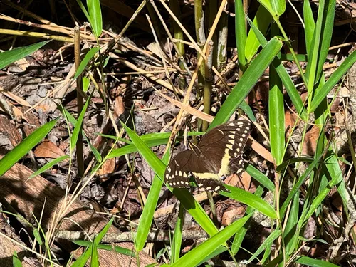 Palamedes Swallowtail