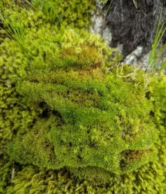 transparent fork-moss thumbnail 2