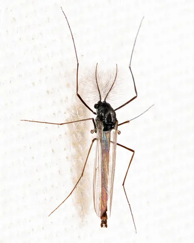 Diplocladius cultriger