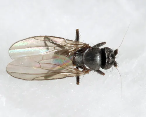 Xenolimosina sicula