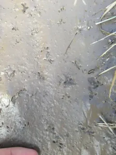 Western Water Shrew thumbnail 4