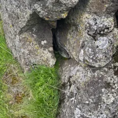 Silver Hair Moss thumbnail 2