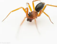 Wubana pacifica thumbnail 4