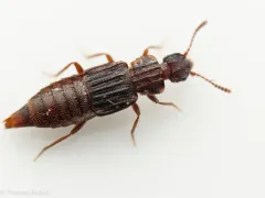 Saw-collared Carinated Rove Beetle thumbnail 2