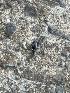 Iridescent Riverbank Ground Beetle thumbnail 4
