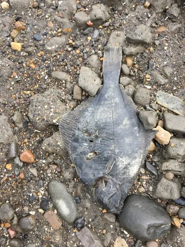 Arctic Flounder