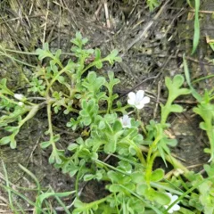 Meadow Baby-blue-eyes thumbnail 2