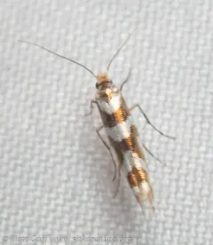 Bronze Alder Moth thumbnail 2