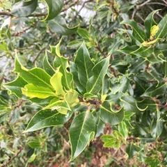 European holly thumbnail 4