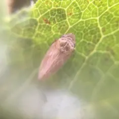 Meadow Spittlebug thumbnail 3