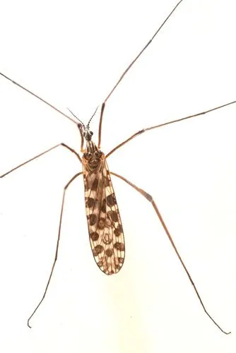 Dactylolabis postiana