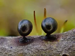 Lamproderma ovoideoechinulatum thumbnail 2