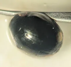 Bigeminate Sigil Lady Beetle thumbnail 3