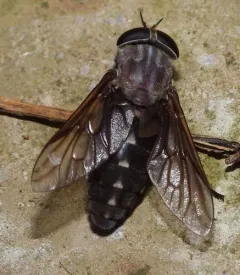 Chained Horse Fly thumbnail 2
