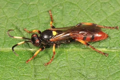 Ichneumon clasma