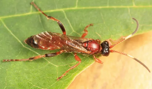 Ichneumon lacrymans