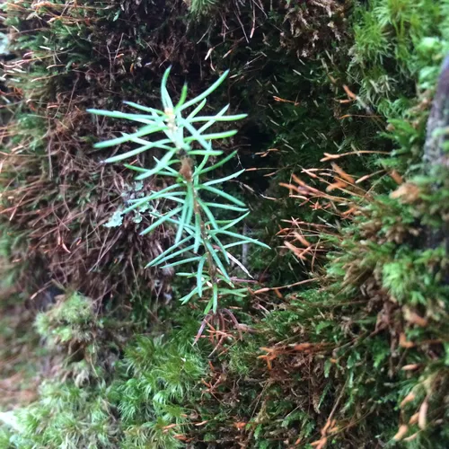 red spruce