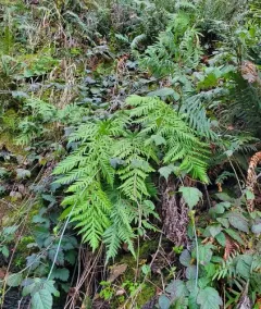 giant chain fern thumbnail 1