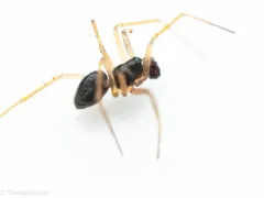 Tenuiphantes zelatus thumbnail 2