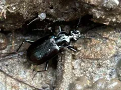Loricera decempunctata thumbnail 4