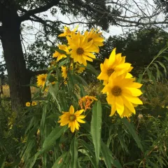 sawtooth sunflower thumbnail 2