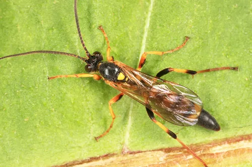 Ichneumon laetus