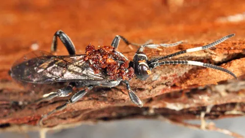 Ichneumon mendax