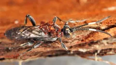 Ichneumon mendax thumbnail 1
