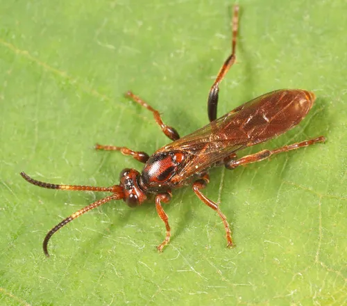 Ichneumon nigrovariegatus