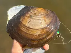flat floater thumbnail 4