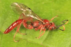 Jethsura pyriformis thumbnail 2